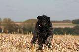 BOUVIER DES FLANDRES 243